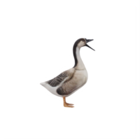 3d SWAN GOOSE isolated png