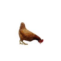 3D-Huhn isoliert png