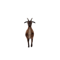 3d goat isolated png