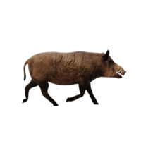 3d WILD BOAR isolated png