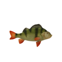 poisson perche isolé png