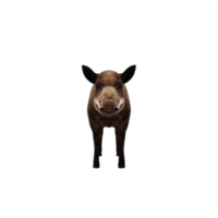 3d WILD BOAR isolated png