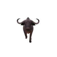 búfalo del cabo aislado png