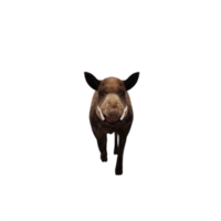 3d WILD BOAR isolated png