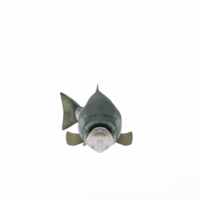 3D-Lachs isoliert png