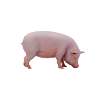 3d pig isolated png