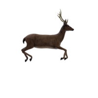 cerf 3d isolé png