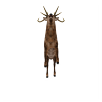 3d cervo cervo isolato png