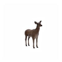 3d, cerf, femelle, isolé png