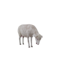 3d domestico pecora isolato png