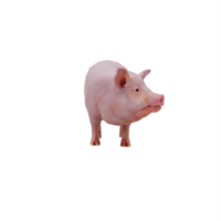 cochon 3d isolé png