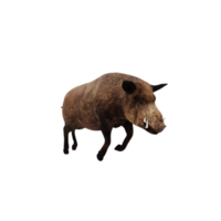 3d vild vildsvin isolerat png