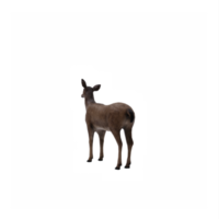 3d, cerf, femelle, isolé png