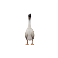 oie cygne 3d isolé png