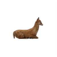 3d Doe isolated png