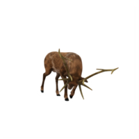 3d deer stag isolated png