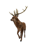 3d deer stag isolated png