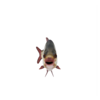 röda ögon bas fisk isolerat png