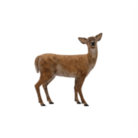 biche 3d isolée png