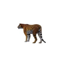3d TIGER isolated png
