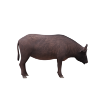 kaap buffel geïsoleerd png