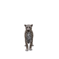 3D-Leopard isoliert png