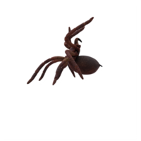 Goliath-Vogelfresser-Vogelspinne theraphosa blondi png