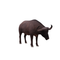 Cape buffalo isolated png