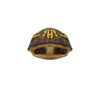 Box turtle isolated png