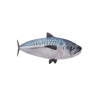 3D Makrelenfisch png
