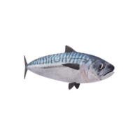 poisson maquereau 3d png