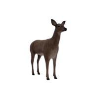 3d, cerf, femelle, isolé png