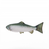 salmão 3d isolado png