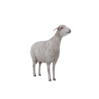 3d ovelhas domésticas isoladas png
