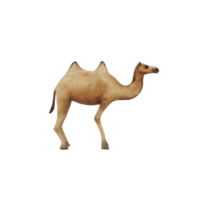 3D Camel isolated png