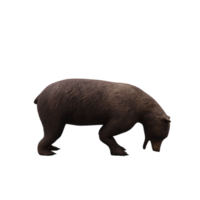 3d Bear isolated png