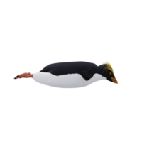 eretto crestato pinguino isolato png