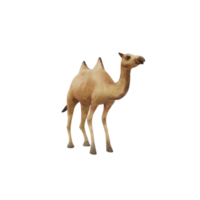 3D Camel isolated png