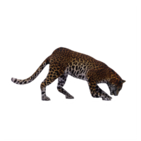 leopardo 3d isolado png
