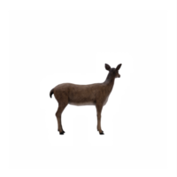 3d deer female isolated png