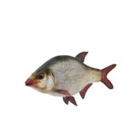 Redeye bass fish isolated png