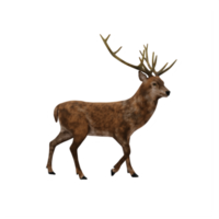 3d deer stag isolated png