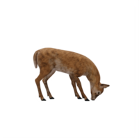 3d Doe isolated png