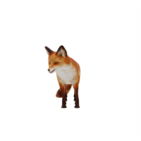 renard 3d isolé png