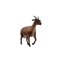 3d capra isolato png