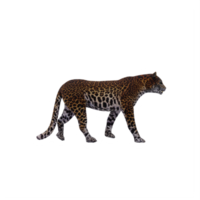 leopardo 3d isolado png
