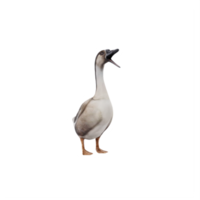 3d zwaan gans geïsoleerd png