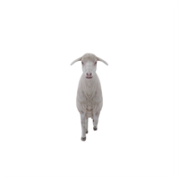 3d Domestic sheep isolated png