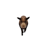 3D-Wildschwein isoliert png