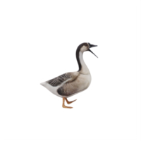 oie cygne 3d isolé png